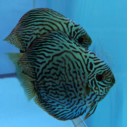 tiger-turquoise-breeding-pairs-wattley-discus