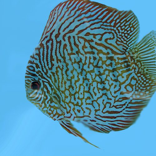 tiger-turquoise-wattley-discus