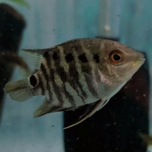 Festivum-Flag-Cichlid-wattley-discus