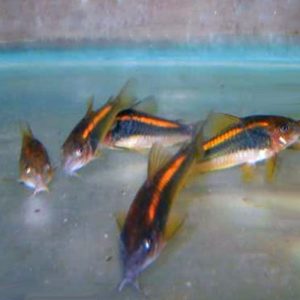 Orange-laser-Cory-at-wattley-discus