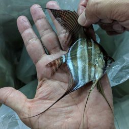 Atabapo and Orinoco Altums for sale at Jack Wattley Discus