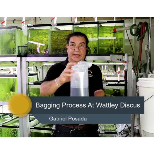 Bagging Process Wattley Discus