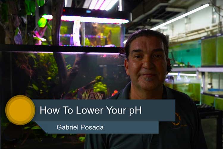 How to Lower Ph in Your Tropical Fish Tank