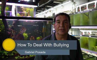 Discus Bullying and Aggression