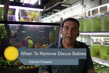 removing-discus-babies-wattley-discus