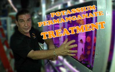 Raising Discus Babies: Preventing the 30 Day Syndrome with Potassium Permanganate