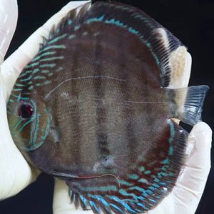 batata-wild-discus-wattley-discus