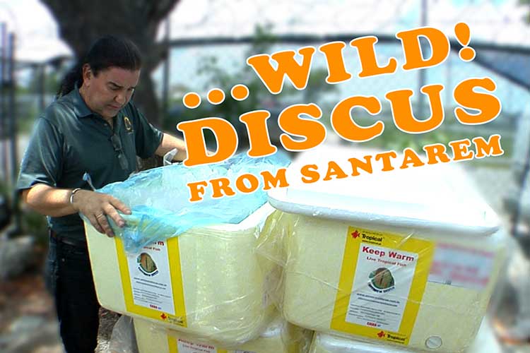 Santarem Wild Discus Shipment