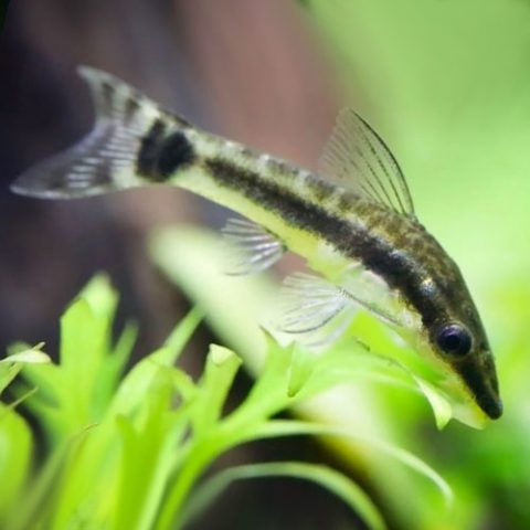 Oto Catfish Otocinclus - Jack Wattley Discus