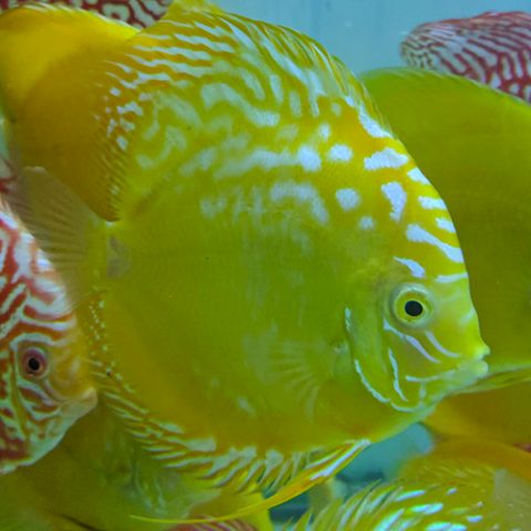 Yellow Rafflesia - Jack Wattley Discus