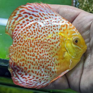 Albino-Ring-Leopard-wattley-discus-3