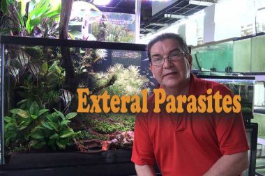 External-Parasites-Wattley-Discus-fi