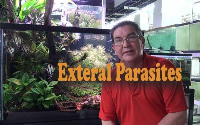 External Parasites, External Problems, And Discus Medication