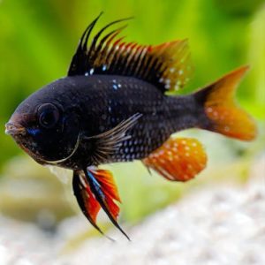 black-german-ram-wattley-discus