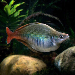 Bleheri-Rainbow-Fish-(Bleher’s)-wattley-discus