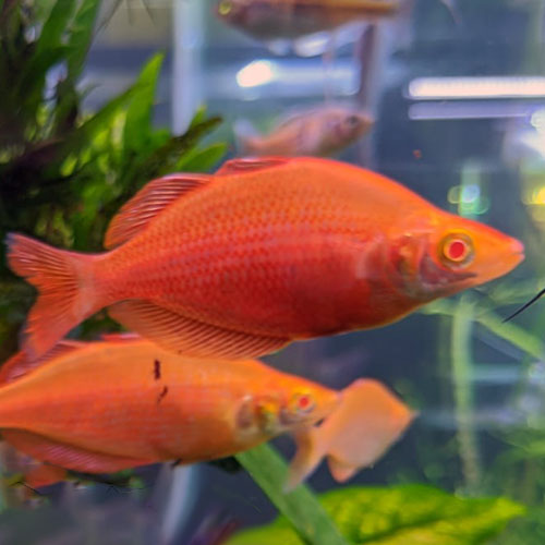 albino-rainbow-fish-wattley-discus4