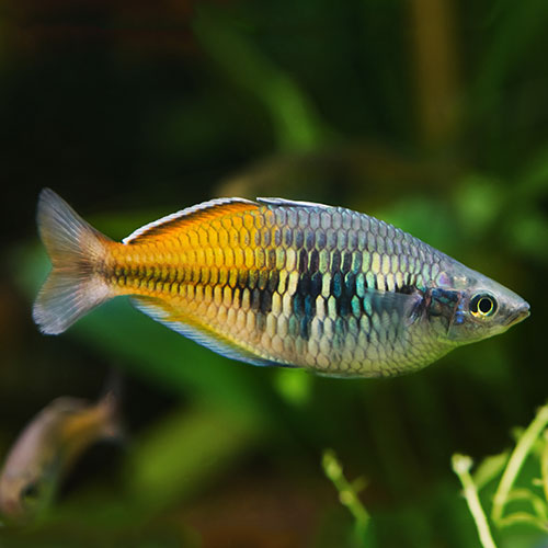 bosmani-rainbow-fish-wattley-discus