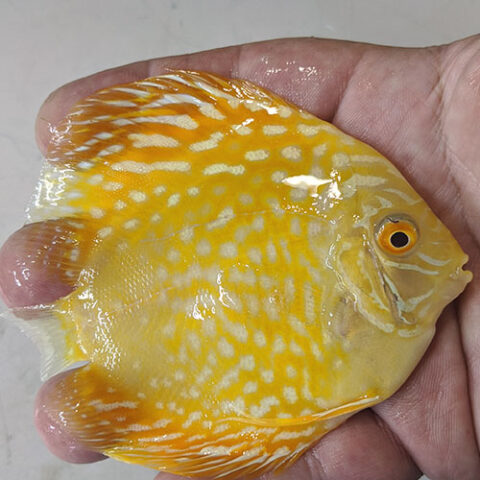 Albino Checkerboard Yellow Panda “Never Pepper Panda” - Jack Wattley Discus