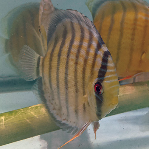 Red-Spotted-Tefe-Greens-wattley-discus-2