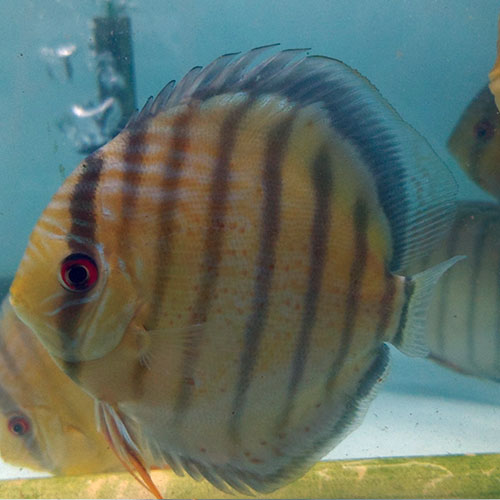 tefe green wild discus