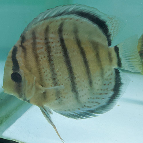 Red-Spotted-Tefe-Greens-wattley-discus