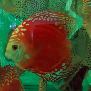 solid red refflesia wattley discus