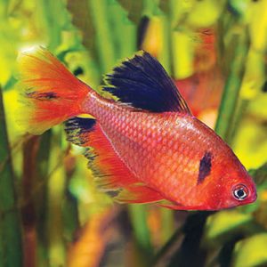 serpae-tetras-wattley-discus