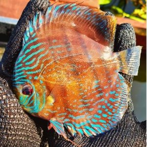 Iripixi Wattley Discus