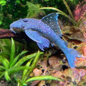 Blue-Phantom-Pleco-L128-wattley-discus