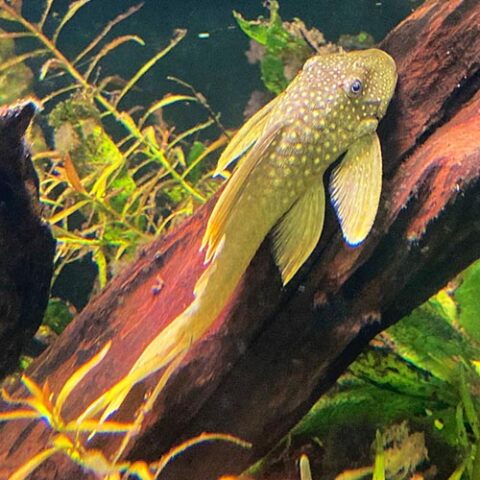 Green Phantom Pleco L200 - Jack Wattley Discus