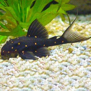 mustard-pleco-lda031-jack-wattley-discus