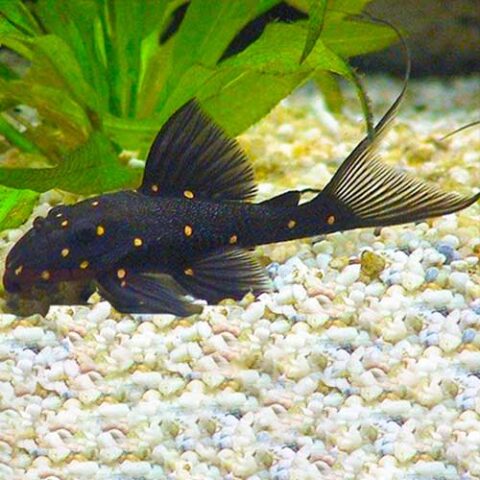 Mustard Spot Pleco LDA031 - Jack Wattley Discus