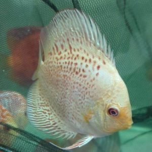 Abino-Leopard-Snakesin-Wattley-Discus