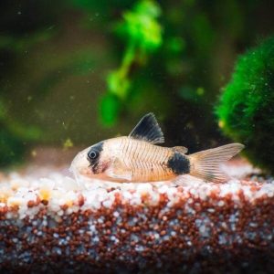 Panda-Cory-Catfish-Wattley-Discus