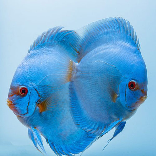 blue-diamond-breeding-pair
