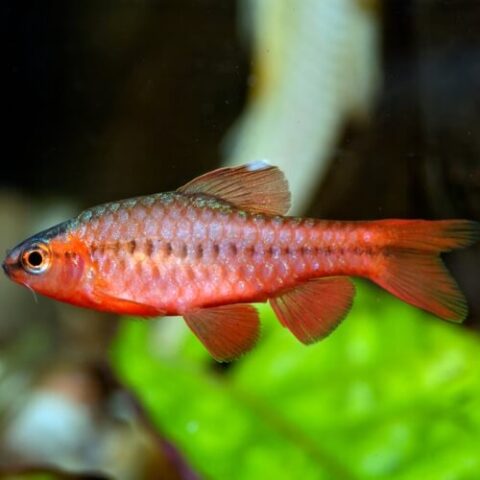 Long Fin Cherry Barb - Jack Wattley Discus