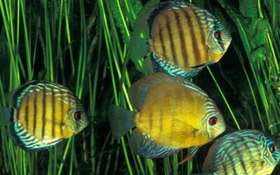 How to Keep Wild Discus Fish