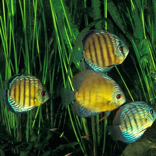 How to Keep Wild Discus Fish