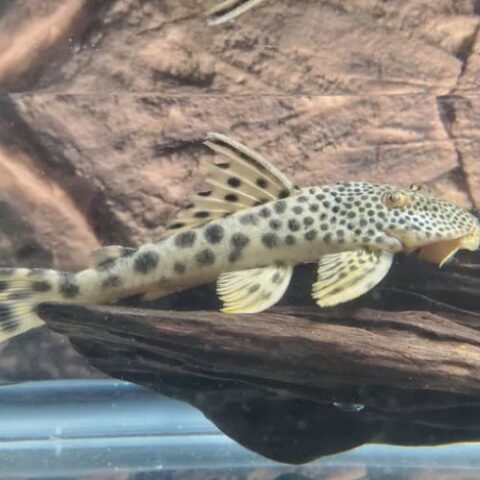 Guacamaya Pleco m - Jack Wattley Discus